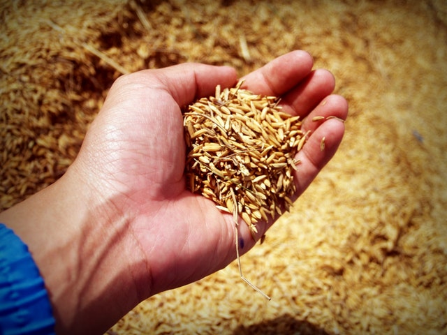 macinazione a pietra grano